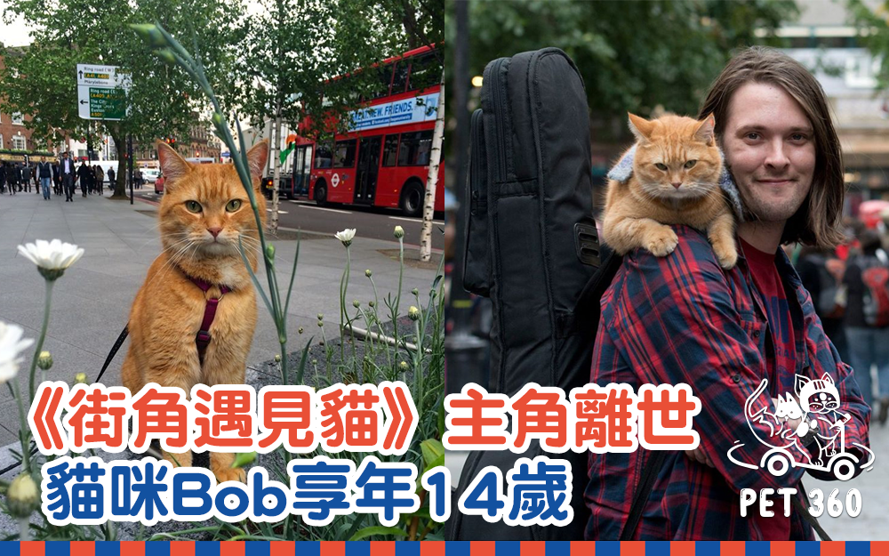 《街角遇見貓》貓主角離世 貓咪Bob享年14歲
