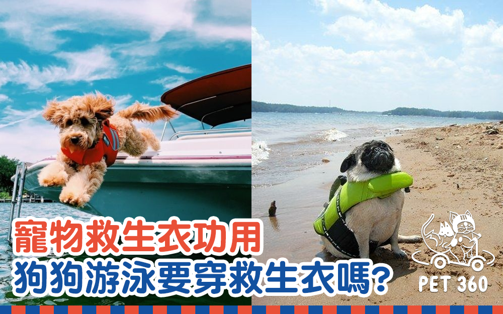 寵物救生衣功用 狗狗游泳水要穿救生衣嗎？