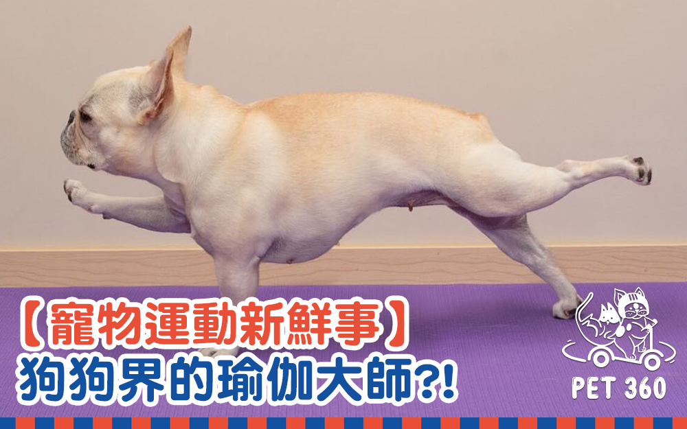 【寵物運動新鮮事】狗狗界的瑜伽大師？！